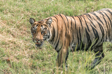 Fototapeta na wymiar Close-up of Bengal tiger walking in meadow
