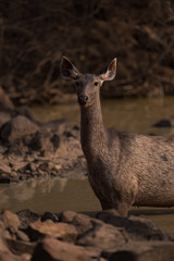 Close-up of female sambar deer in water