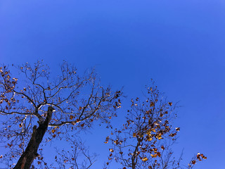 Autumn Trees Low Angle