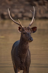 Close-up of male sambar deer in shallows