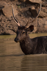 Close-up of male sambar deer in water