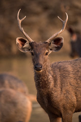 Close-up of male sambar deer with antlers