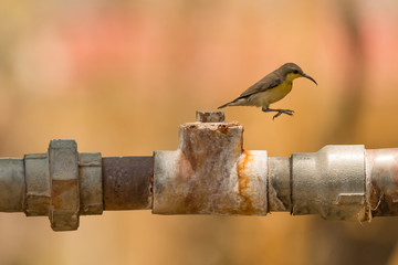 Female purple sunbird jumps off metal pipe