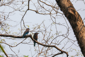 Couple Indian roller Stand On The Tree In Kamphaeng Phet Historical Park,Thailand.