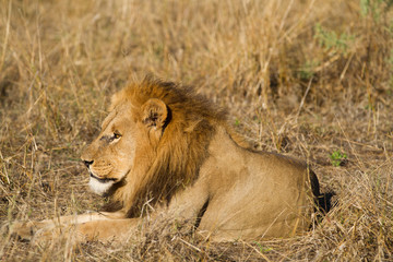 lions in the moremi game reserve in botswana