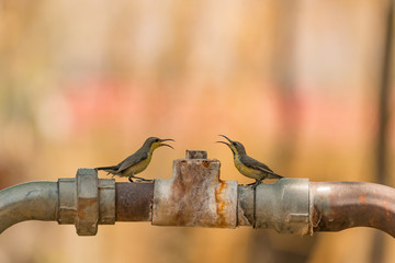 Female purple sunbirds calling at each other
