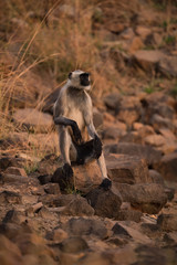 Hanuman langur sitting with arms on knees