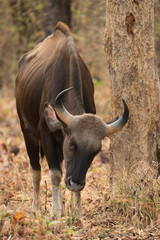 Obraz premium Indian gaur walking past tree in shade