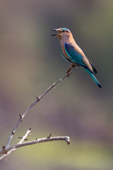 Indian roller on bush with beak open