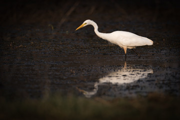 Intermediate egret looks for food in shallows