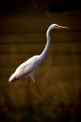 Intermediate egret striding through lake in shadows