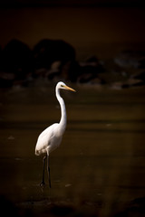 Intermediate egret wading through lake in shadows