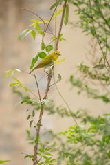 Oriental white-eye perched on branch in garden