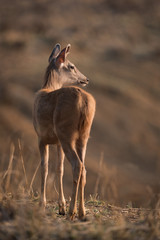 Male sambar deer turns head towards sun