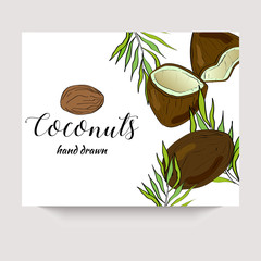Coconuts hand drawn vector banner in a sketch style. Package design.