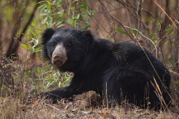 Sloth bear lying in bushes lifts head © Nick Dale