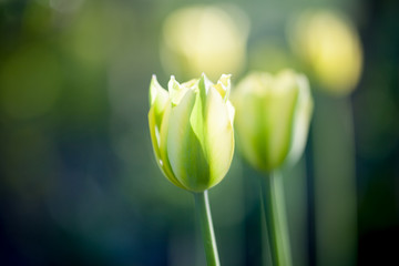 Naklejka premium Yellow tulips