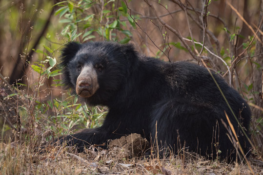 Sloth bear lying in bushes lifts head