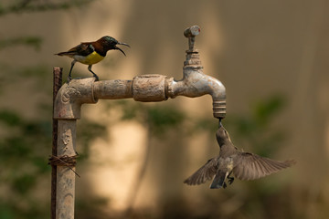 Two sunbirds compete to drink from tap