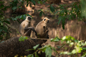 Two sunlit langurs sit by tree-lined river