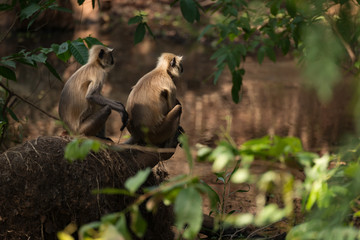 Two sunlit langurs sit by wooded river