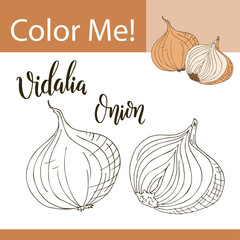 Education coloring page with vegetable. Hand drawn vector illustration of vidalia onion.