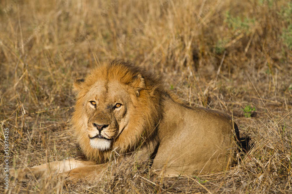 Canvas Prints lions in the moremi game reserve in botswana