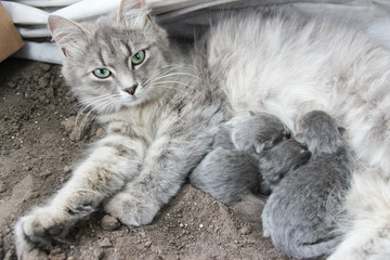 Cat with kittens