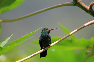 Hummingbird Canivet's Emerald, chlorostilbon canivetii, sitting on a branch, Nicaragua, well seen in Costa Rica too