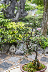 Bonsai Tree in Garden