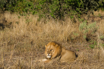 lions in the moremi game reserve in botswana