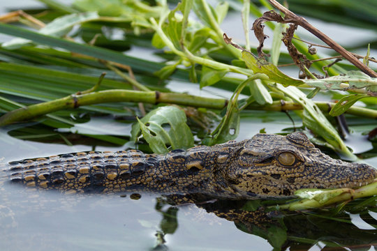 wildlife in the moremi game reserve in botswana baby crocodile