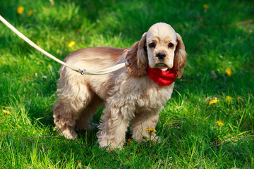 puppy American Cocker Spaniel