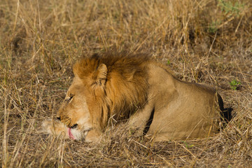 male lion in the moremi game reserver in botswana