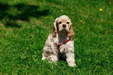 puppy American Cocker Spaniel