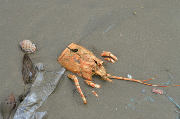 Lobster Skeleton