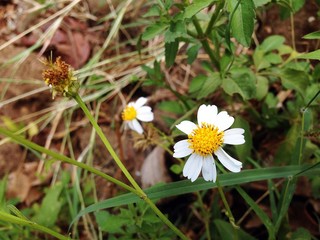 Coat buttons, ASTERACEA