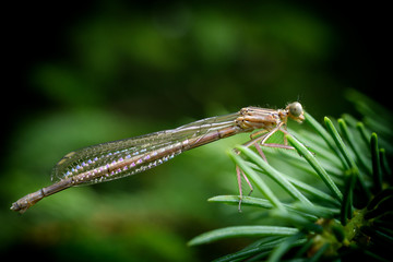 Körperstruktur der Kleinlibelle - in ihren Flügeln reflektiert das Licht