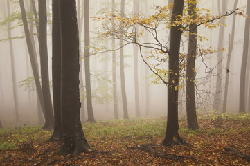 autumn colors in foggy forest