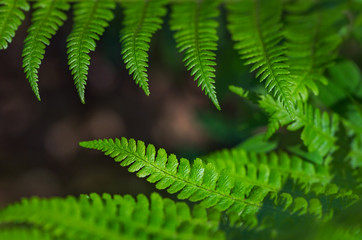 Beautiful colorful bright green fern leaves background. Exotic fern frond leaf texture in the forest close up, macro view.