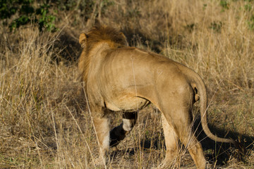 male lion in the moremi reserve in botswana