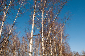 Spring trees