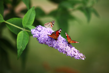 2 motyle na kwitnącej gałęzi - wiosna