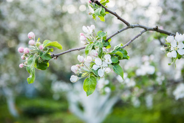 Close up apple blossom white flowers