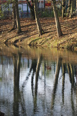 Bäume Reflektion im Wasser