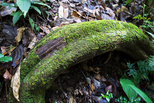 The roots of trees with moss stick in the tropical forest.