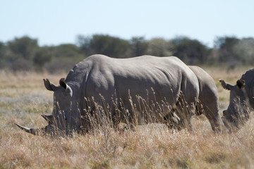 white rhinos in the rhino sanctuary in botswana