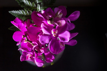 Beautiful Purple orchid flower on black