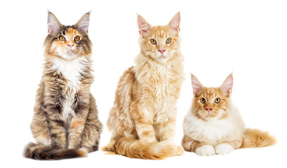 Cat looks, Maine Coon breed