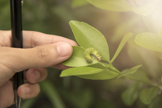 Biotechnology scientist with pen in hand and orange leaf for examining plant insects.